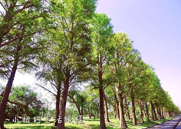 105 宜蘭落羽松 羅東運動公園落羽松 2016 2017 2018 2019 2020 2021 2022.jpg