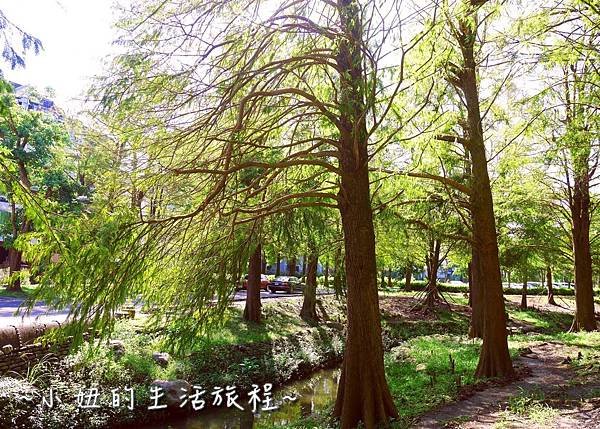 108 宜蘭落羽松 羅東運動公園落羽松 2016 2017 2018 2019 2020 2021 2022.jpg