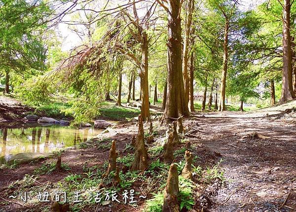 109 宜蘭落羽松 羅東運動公園落羽松 2016 2017 2018 2019 2020 2021 2022.jpg