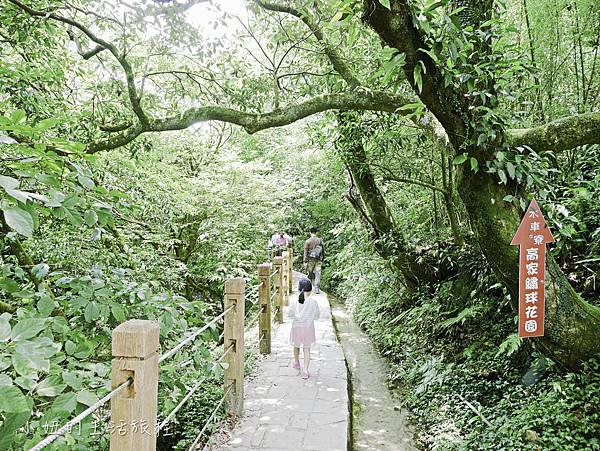 陽明山 高家繡球花田-2.jpg