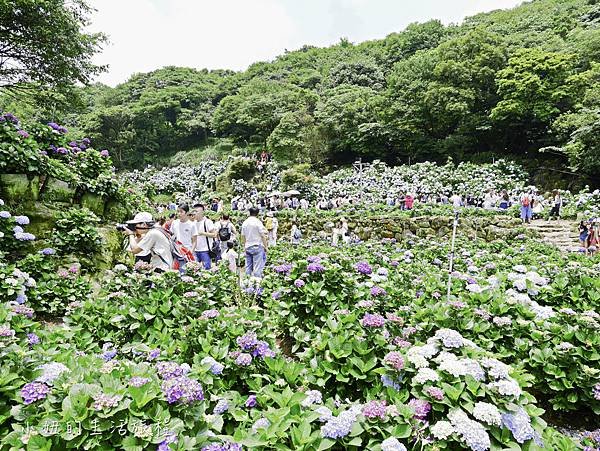 陽明山 高家繡球花田-5.jpg