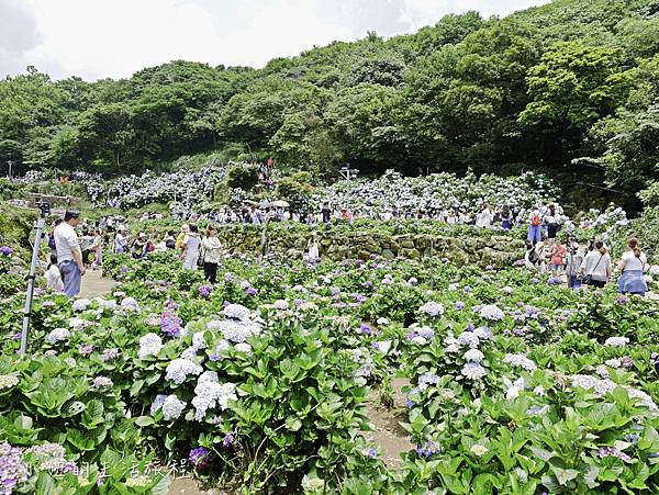 陽明山 高家繡球花田-8.jpg