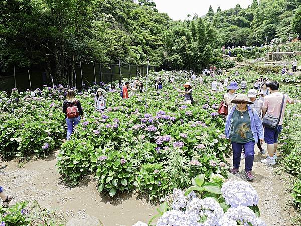 陽明山 高家繡球花田-10.jpg