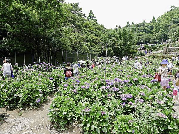 陽明山 高家繡球花田-13.jpg