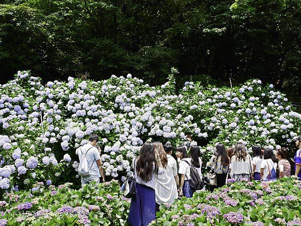 陽明山 高家繡球花田-14.jpg