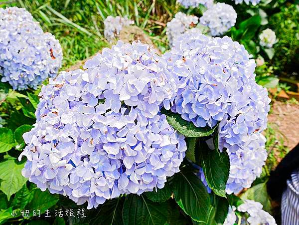 陽明山 高家繡球花田-17.jpg