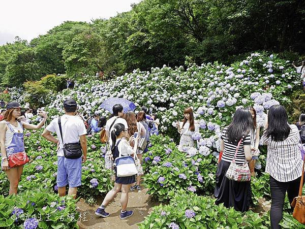 陽明山 高家繡球花田-18.jpg