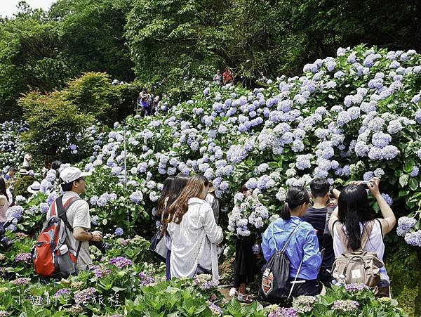 陽明山 高家繡球花田-19.jpg