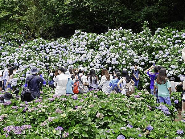 陽明山 高家繡球花田-20.jpg