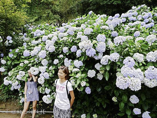 陽明山 高家繡球花田-21.jpg