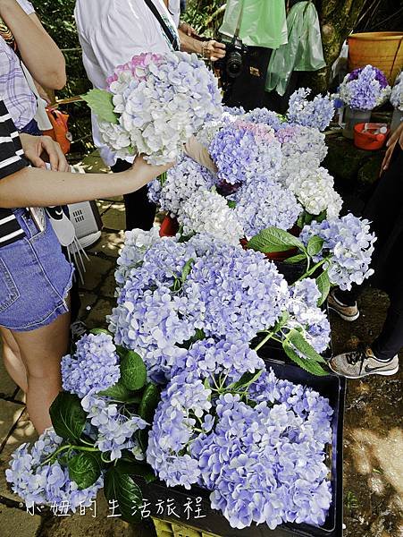 陽明山 高家繡球花田-27.jpg