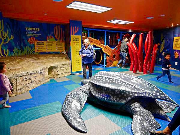 紐西蘭,凱利塔頓海洋生物水族館,Kelly Tarltons SEA -18.jpg