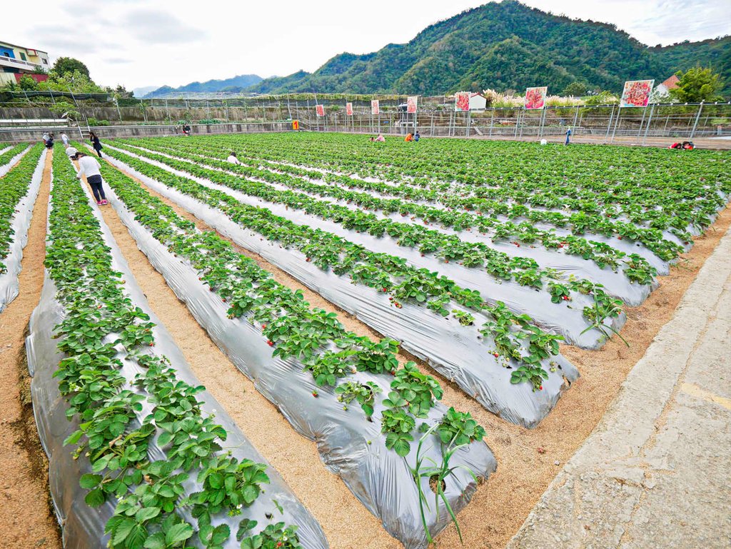 大湖草莓,牛奶草莓-1.jpg