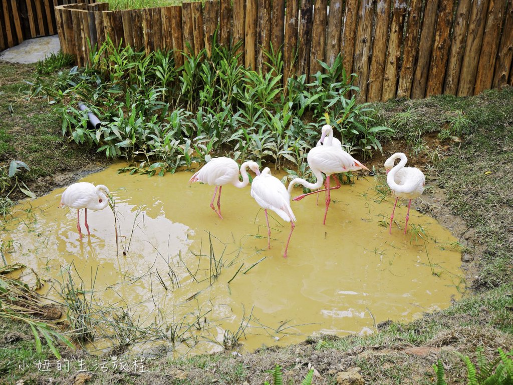 新竹動物園-19.jpg