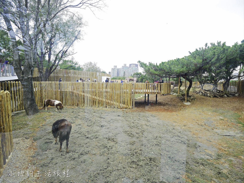 新竹動物園-66.jpg