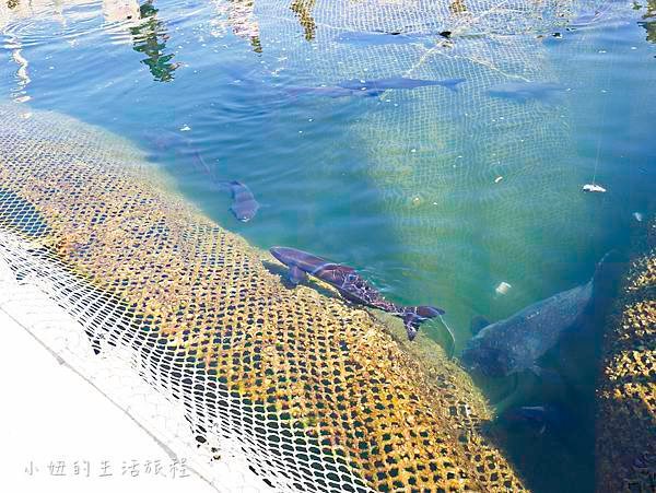 澎湖海洋牧場,鮮蚵吃到飽-29.jpg