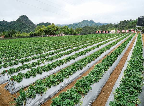 大湖草莓,春香草莓農場-16.jpg