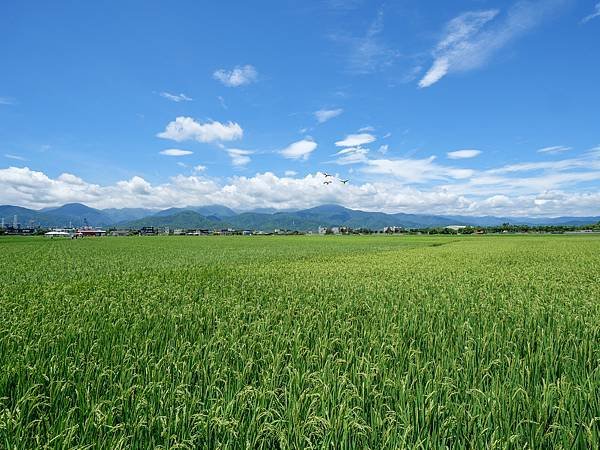 冬山河休閒農業區,五十二甲溼地,三奇美徑-24.jpg