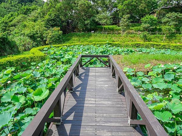 白石湖吊橋,同心湖,夫妻樹-21.jpg