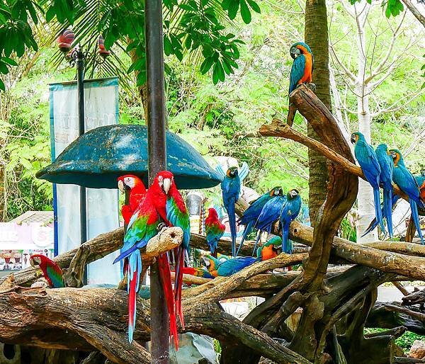 曼谷賽佛瑞野生動物園,Safari World-17.jpg