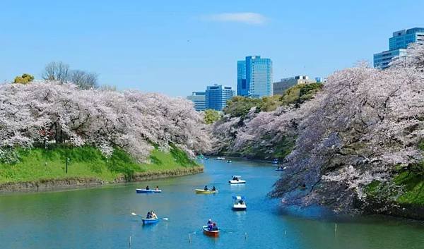 千鳥之淵護城河,東京櫻花.jpg
