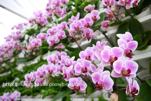 2013宜蘭綠色博覽會_03_攸蘭花房-02