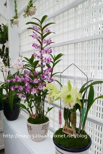 2013宜蘭綠色博覽會_03_攸蘭花房-05