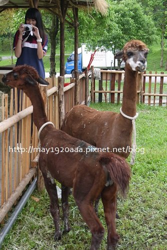 2013宜蘭綠色博覽會_07_大地牧場-04