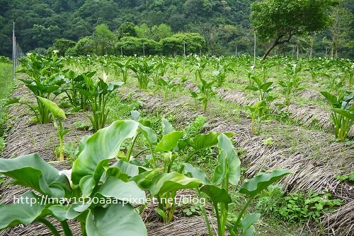 2013宜蘭綠色博覽會_12_海芋-01_白色海芋
