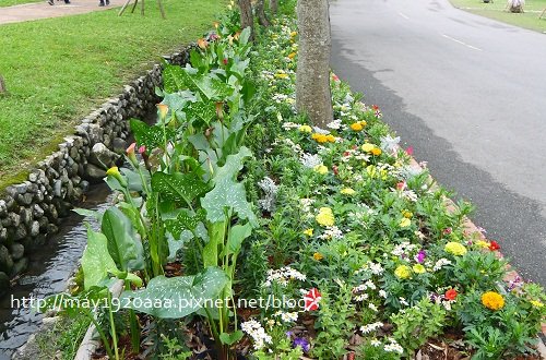2013宜蘭綠色博覽會_12_海芋-03_彩色海芋