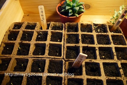 2013宜蘭綠色博覽會_13_幸福種子屋-01