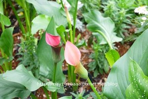 2013宜蘭綠色博覽會_12_海芋-04_彩色海芋