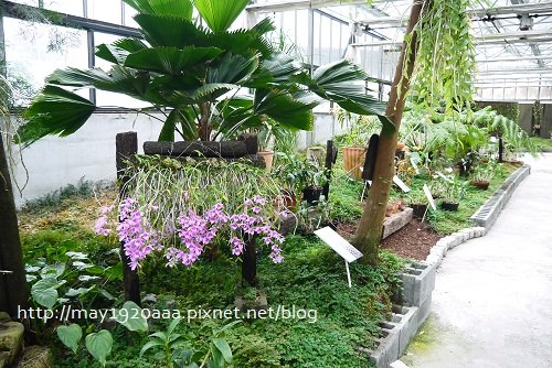 金車蘭花園(礁溪)_P1010435