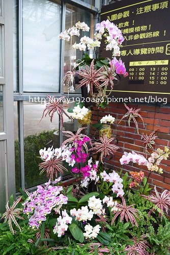 金車蘭花園(礁溪)_P1010431