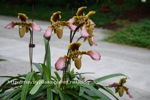 金車蘭花園(礁溪)_P1010446