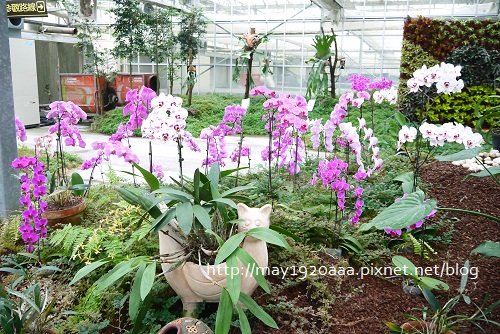 金車蘭花園(礁溪)_P1010443