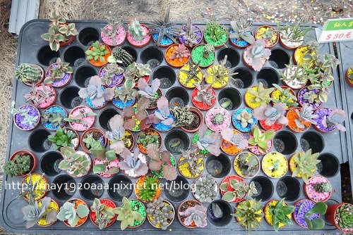 金車蘭花園(礁溪)_P1010462