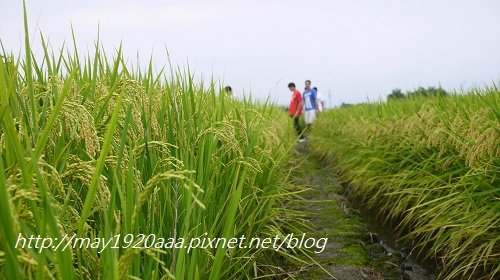 2014-06-22_冬山-三奇_P1040642.JPG