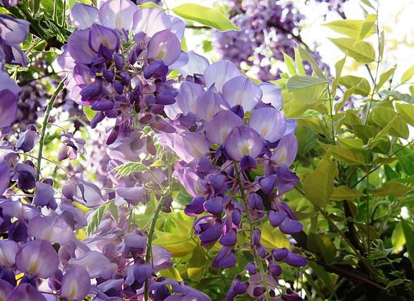 大湖公園紫藤花