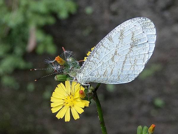 粉萼鼠尾草