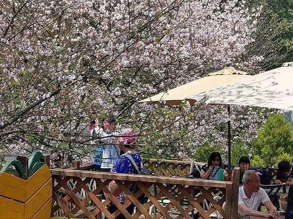 2019染井吉野櫻～平菁街93巷～橘咖啡～大鳳蝶