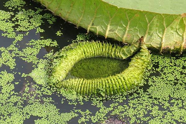 大王蓮