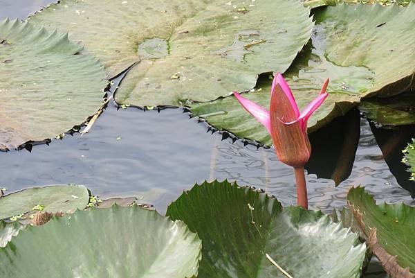 蓮花季