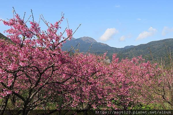 2020 陽明山寒櫻  平菁街42巷