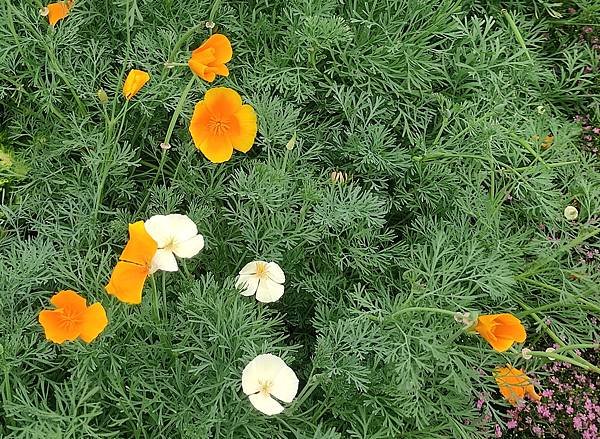 花菱草-罌粟科