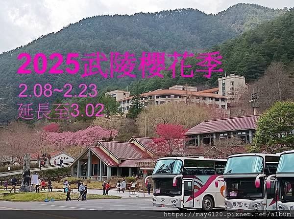 2025武陵櫻花季~2