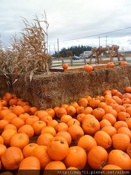 bCloverdaleFarm5