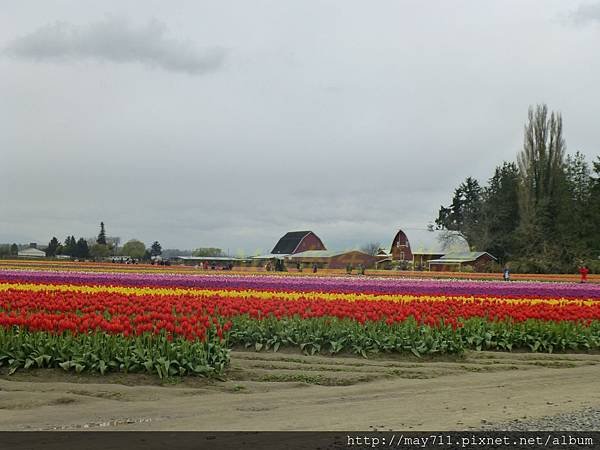 bSkagit Valley Tulip Festival4