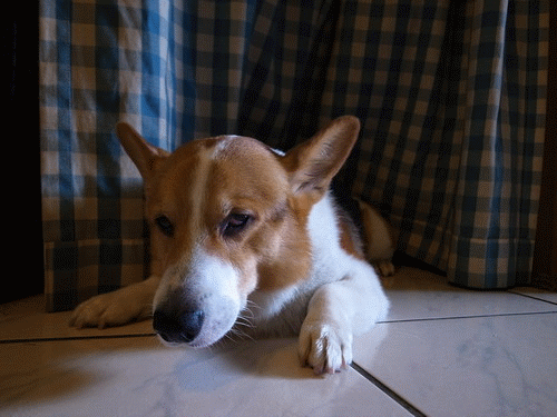 990621飛想睡.gif