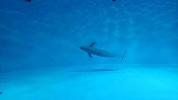 190121宮島水族館